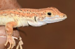 Meroles suborbitalis