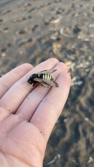 Cimbex femoratus