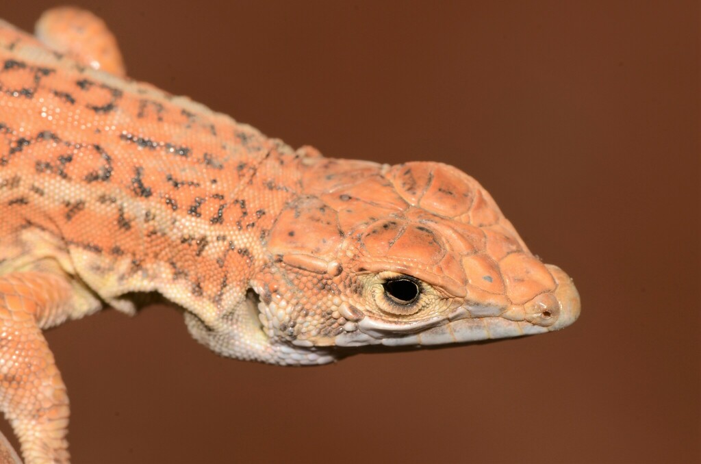 Spotted Desert Lizard