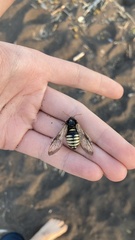Cimbex femoratus