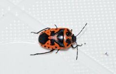 Eurydema spectabilis