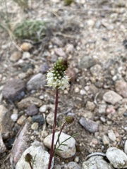 Dalea candida oligophylla