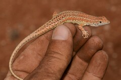 Meroles suborbitalis