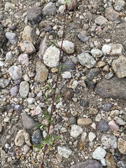 Dalea candida oligophylla