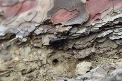 Menephilus cylindricus