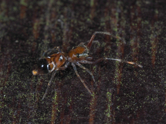 Synagelides