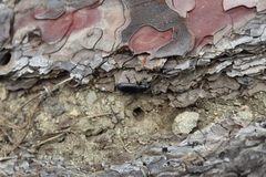 Menephilus cylindricus