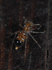 Synagelides