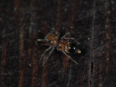 Synagelides