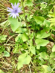 Cicerbita macrophylla