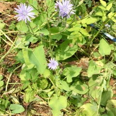 Cicerbita macrophylla