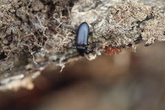 Menephilus cylindricus