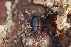 Menephilus cylindricus