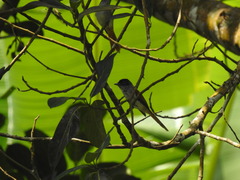 Terpsiphone atrochalybeia