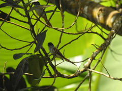 Terpsiphone atrochalybeia