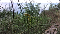 Cytisus scoparius