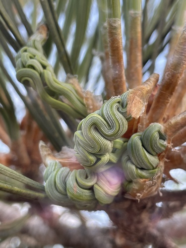 Torrey pine (Pinus torreyana)