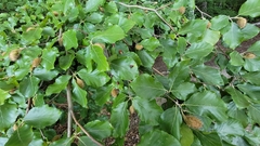 Fagus sylvatica
