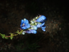 Penstemon cyananthus cyananthus