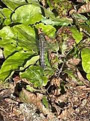 Orthetrum cancellatum