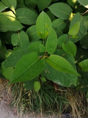 Reynoutria
