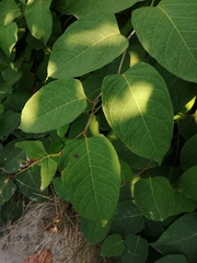 Reynoutria