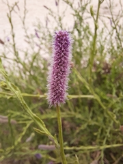 Sphaeranthus ukambensis