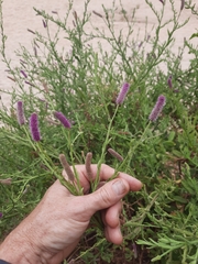 Sphaeranthus ukambensis