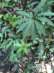 Paris polyphylla stenophylla
