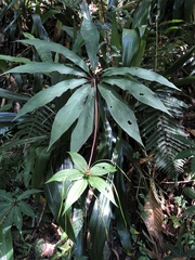 Paris polyphylla stenophylla