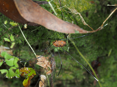 Pseudogagrella splendens