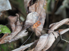 Pseudogagrella splendens