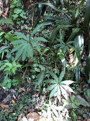 Paris polyphylla stenophylla