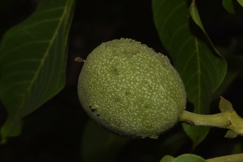 walnut leaf gall mite