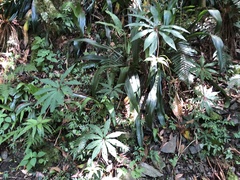 Paris polyphylla stenophylla