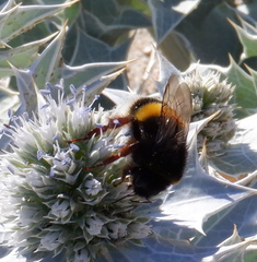 Bombus terrestris sassaricus