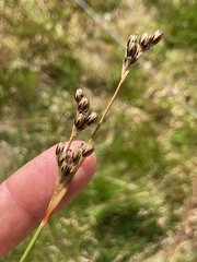 Juncus squarrosus