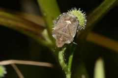 Dyroderes umbraculatus