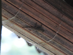 Lygodactylus thomensis thomensis