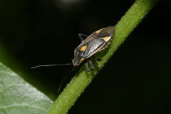 Capsodes flavomarginatus