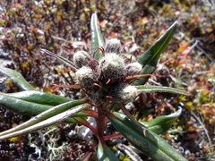Saussurea tilesii