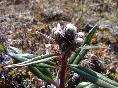 Saussurea tilesii