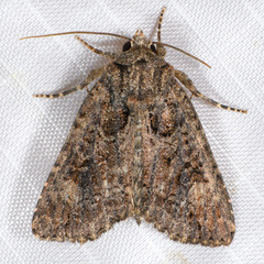 Aseptis binotata