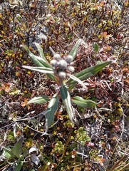 Saussurea tilesii