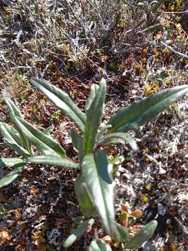 Image of Northern Saw-Wort (Saussurea tilesii) by no rights reserved