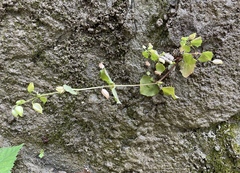 Erythranthe alsinoides