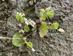 Erythranthe alsinoides