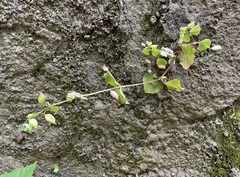 Erythranthe alsinoides