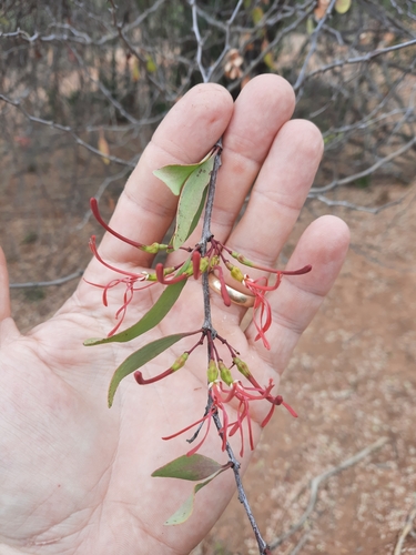 Plicosepalus curviflorus