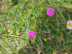 Dianthus alpinus